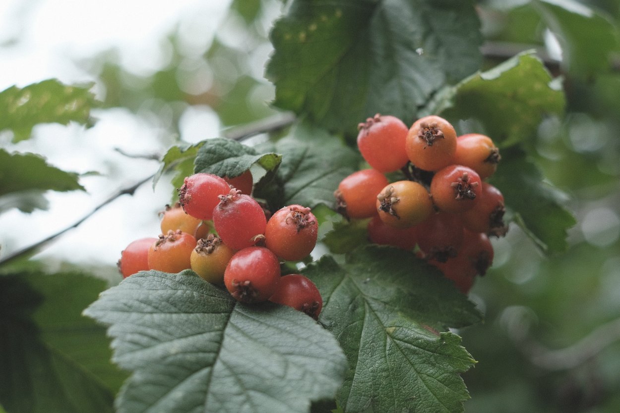 Боярышник Даурский