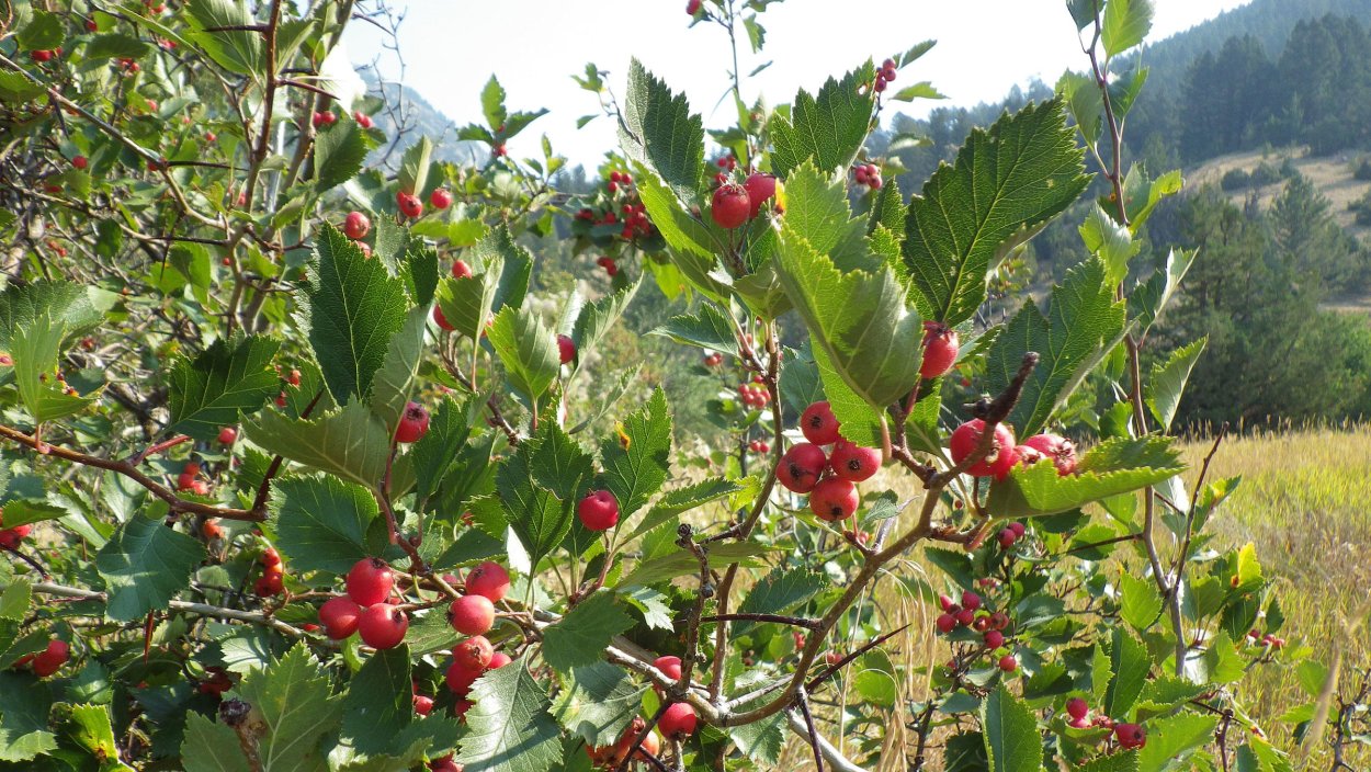 Crataegus chrysocarpa