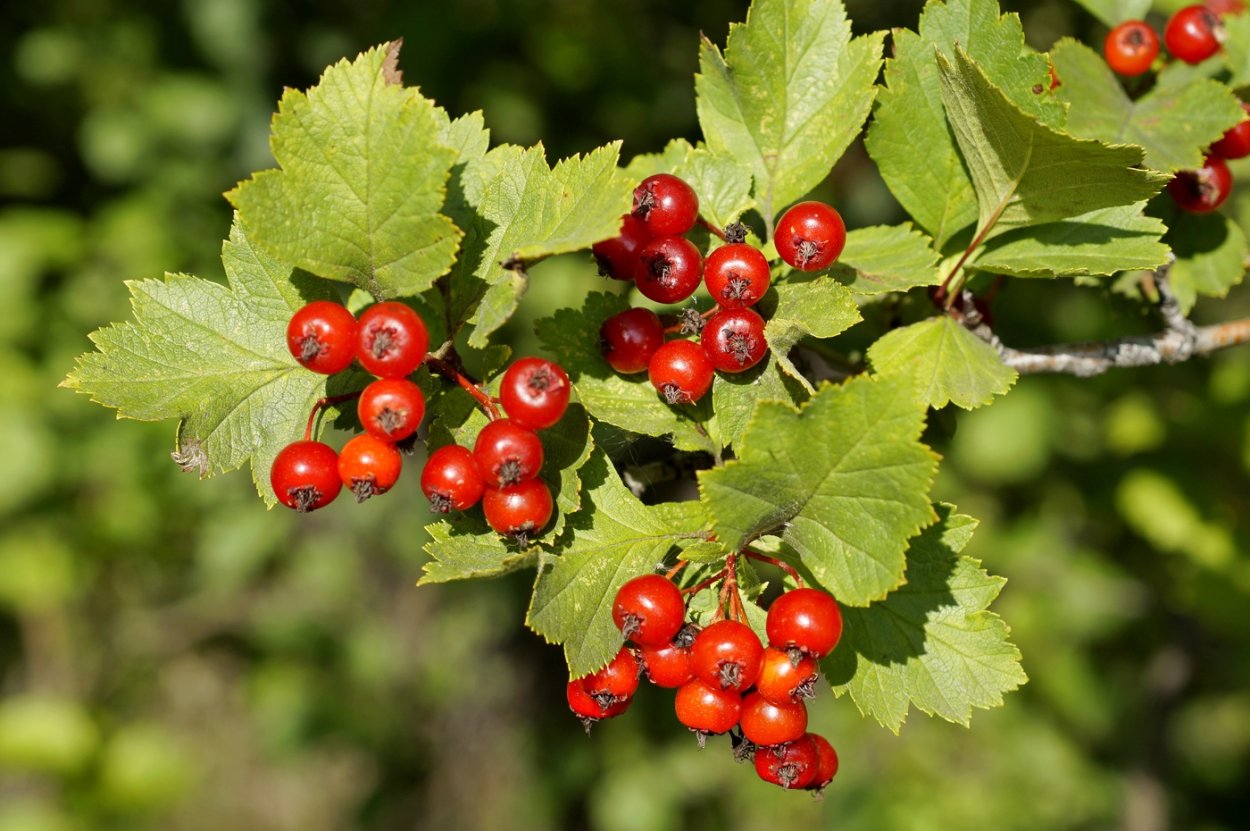 Боярышник Даурский Crataegus dahurica