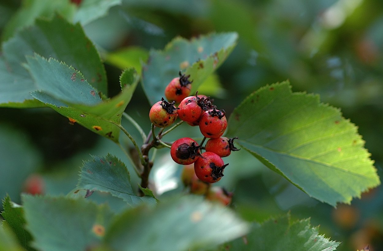 Crataegus SP.