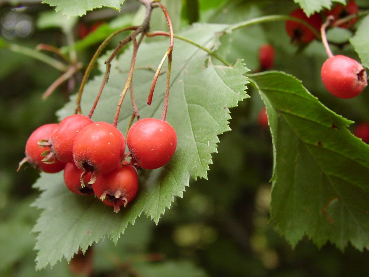 Боярышник Сибирский Crataegus sanguinea
