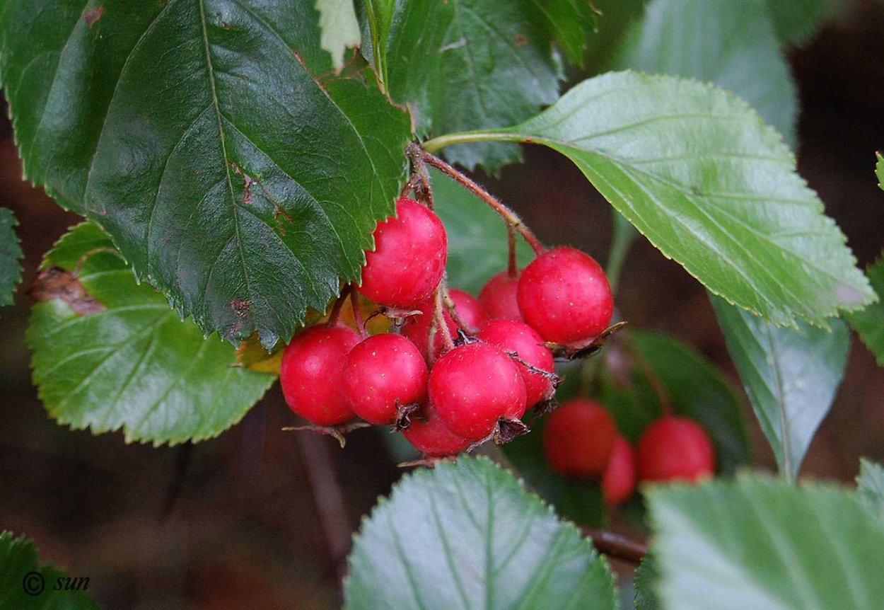 Боярышник сливолистный (Crataegus prunifolia)