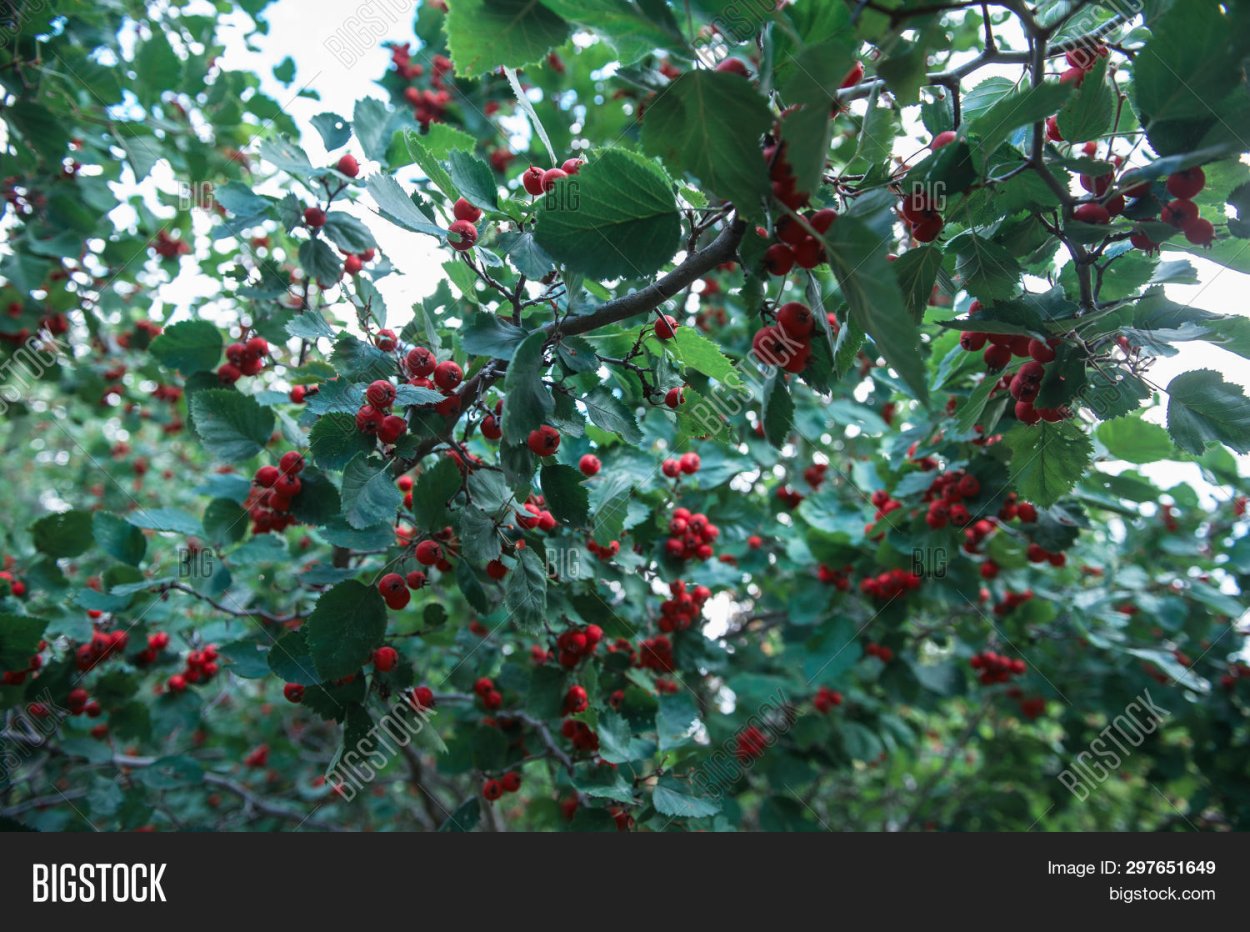 Боярышник пятипестичный изображён на Молдавской марке.