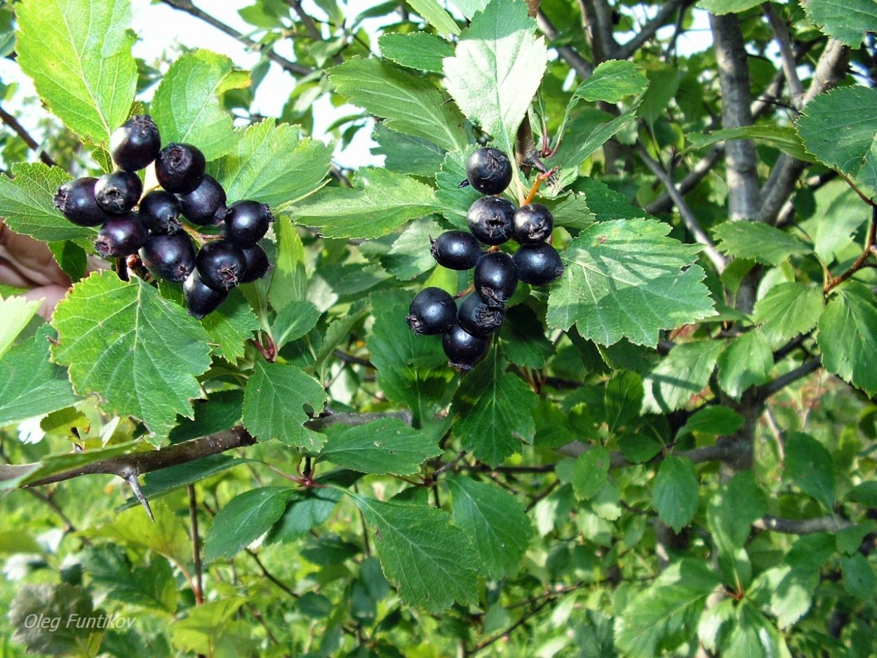 Боярка ягода черная