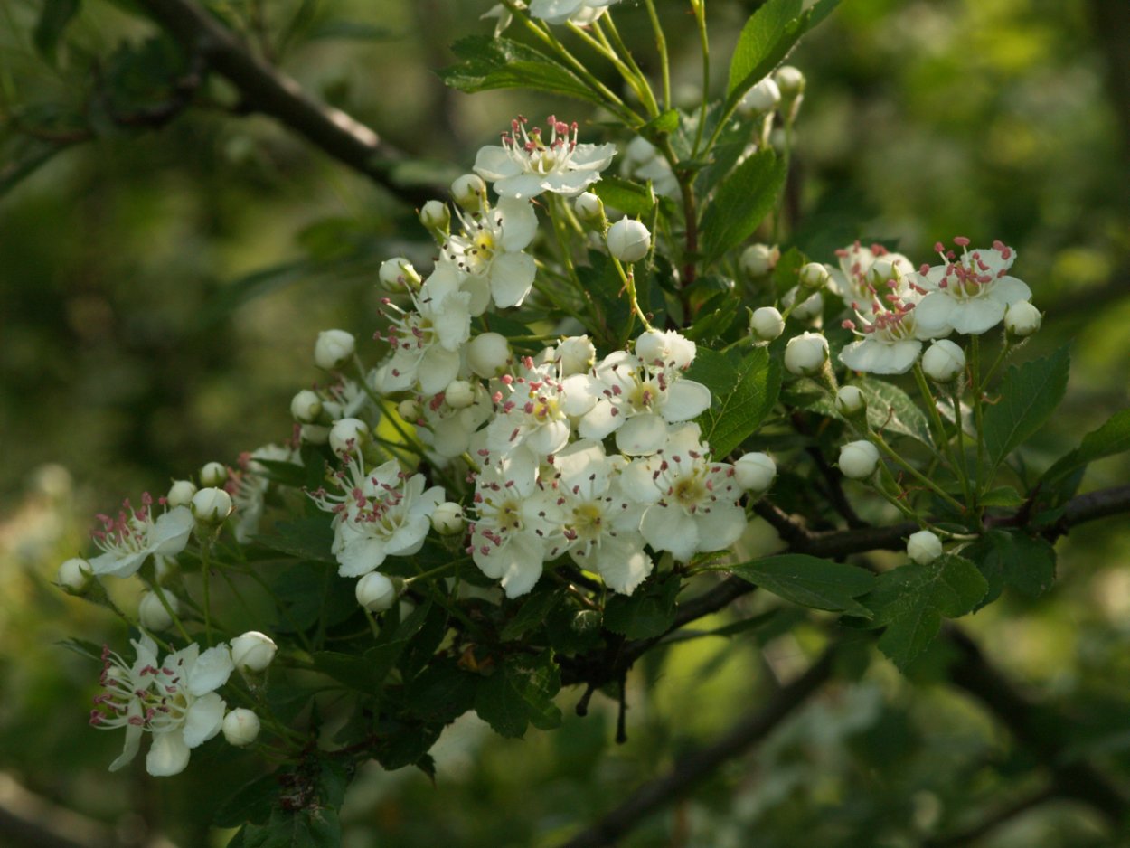 Боярышник Алма-Атинский