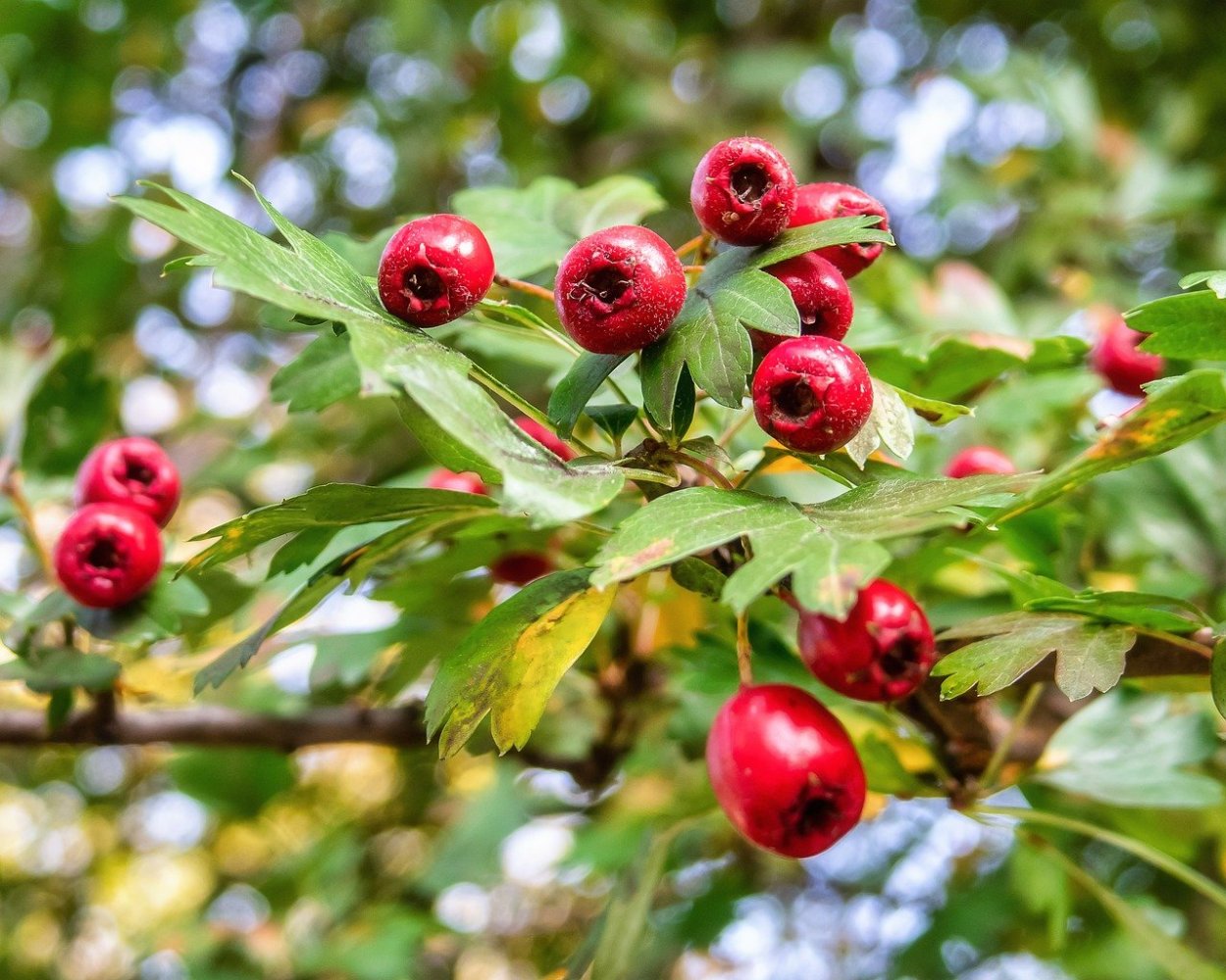 Боярышник с черными ягодами