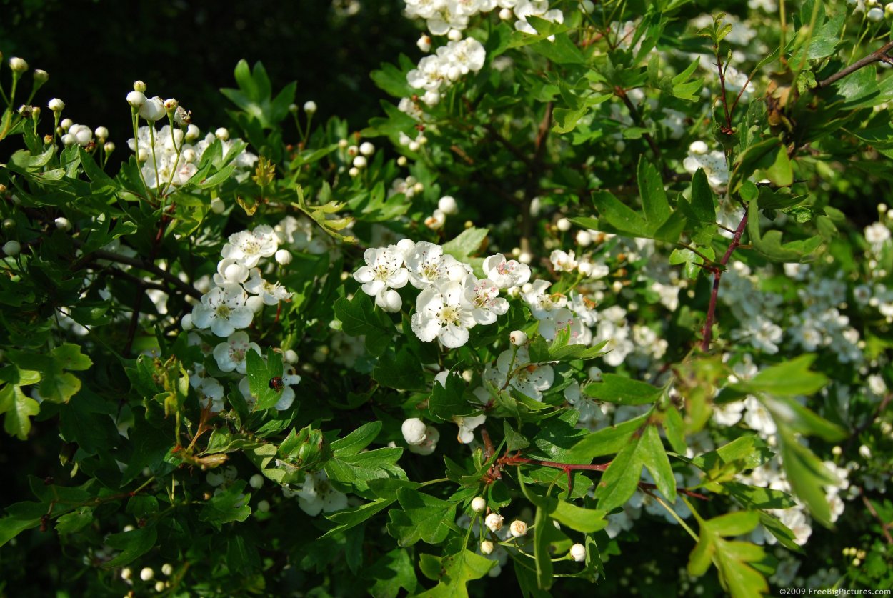 Боярышник Дугласа кустарник