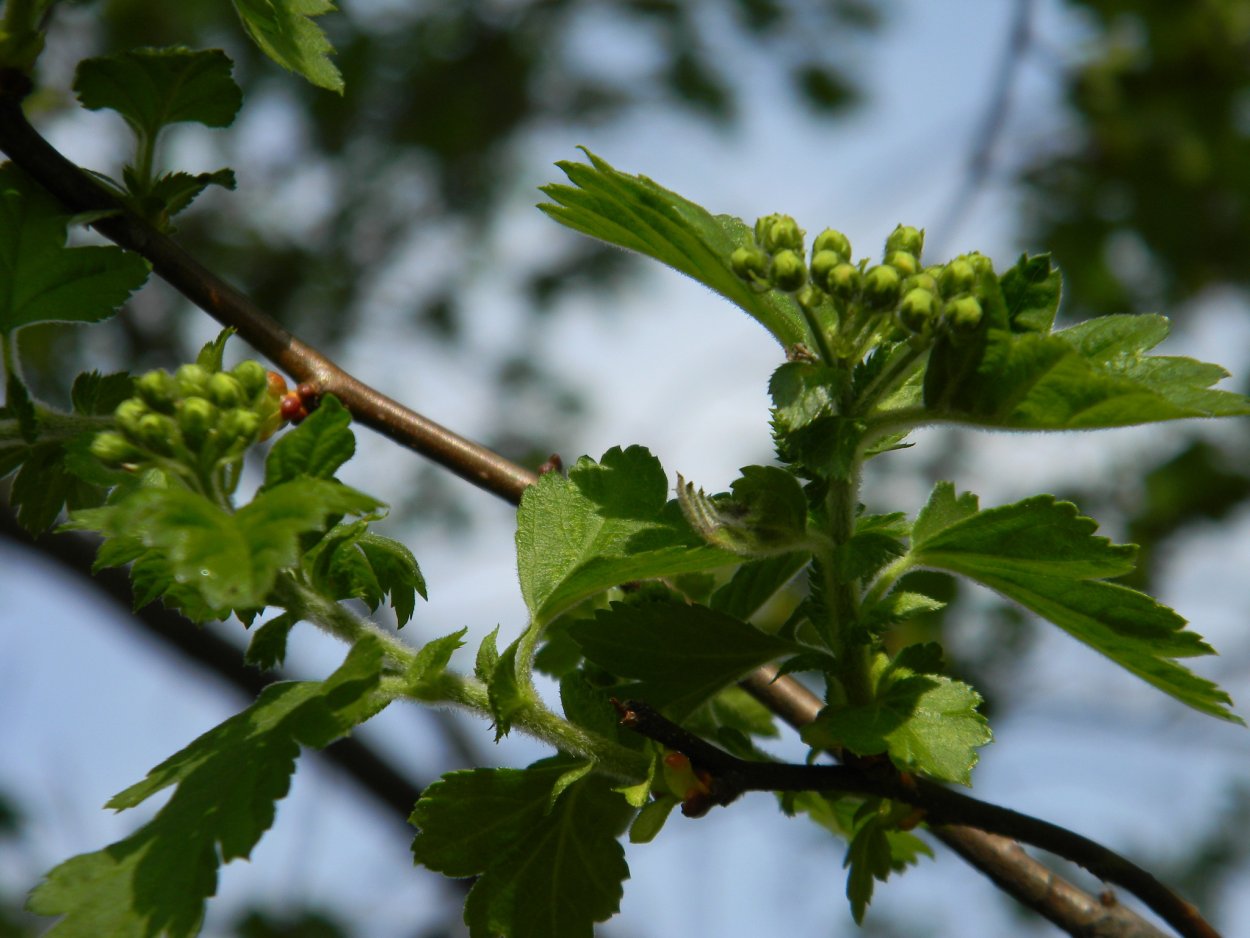 Боярышник Дугласа Crataegus douglasii