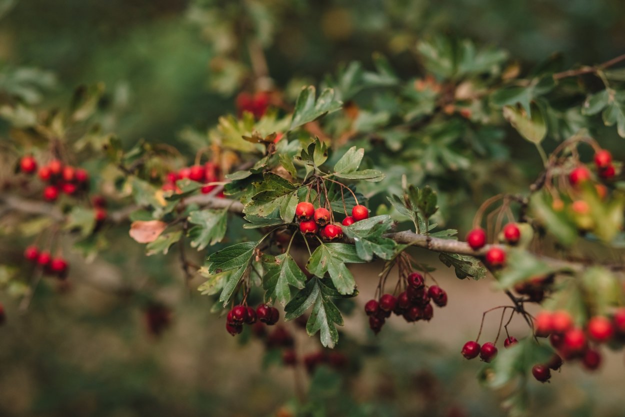 Боярышник дикий