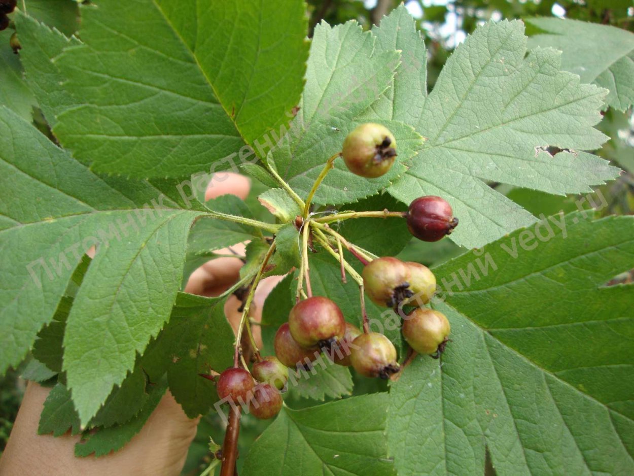 Боярышник остроиглистый