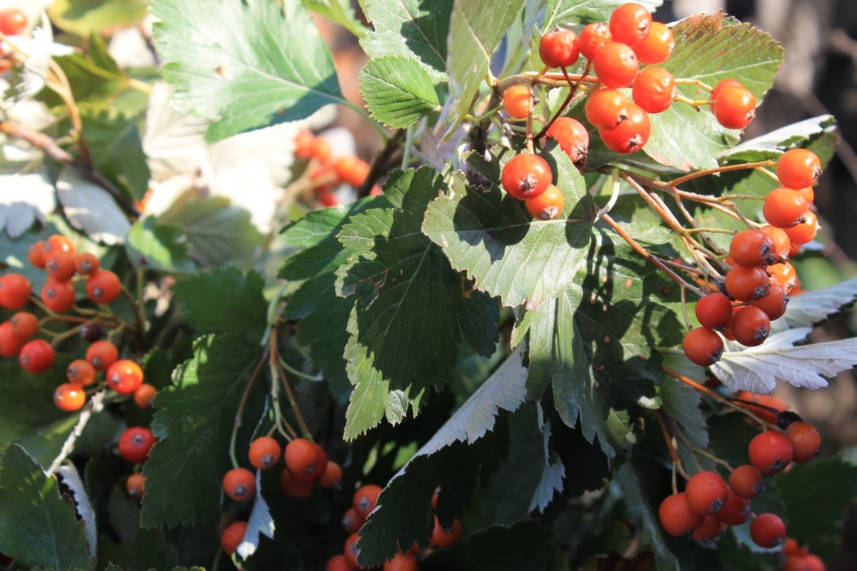 Калина боярышник разница