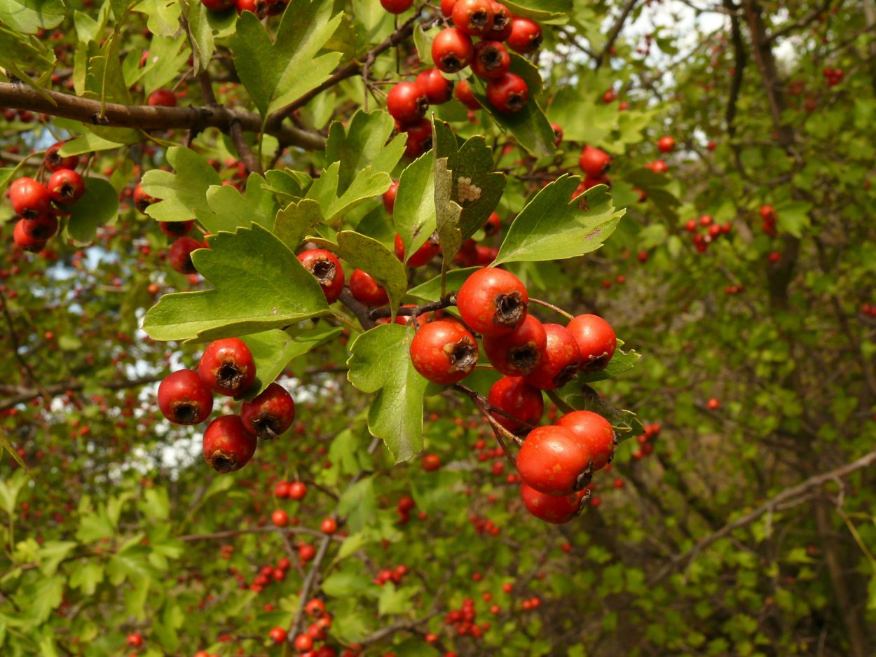 Боярышник обыкновенный Crataegus laevigata