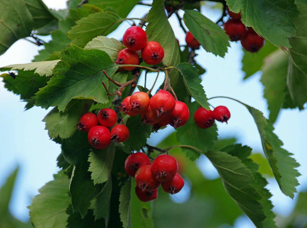 Боярышник обыкновенный Crataegus laevigata