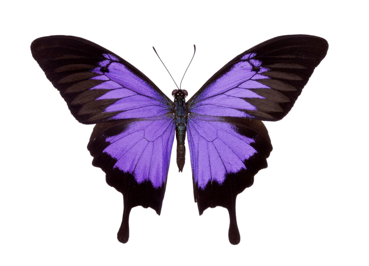 Бабочки сиреневые с черными крылышками