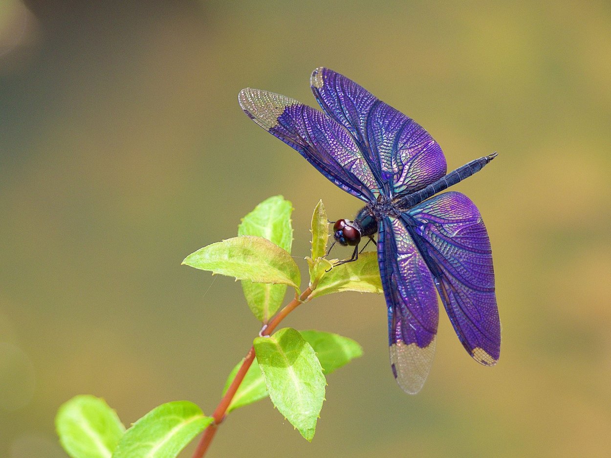 Красивые насекомые