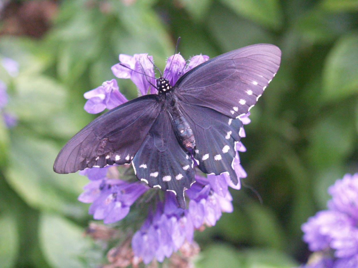 Цветок бабочки фиолетовый