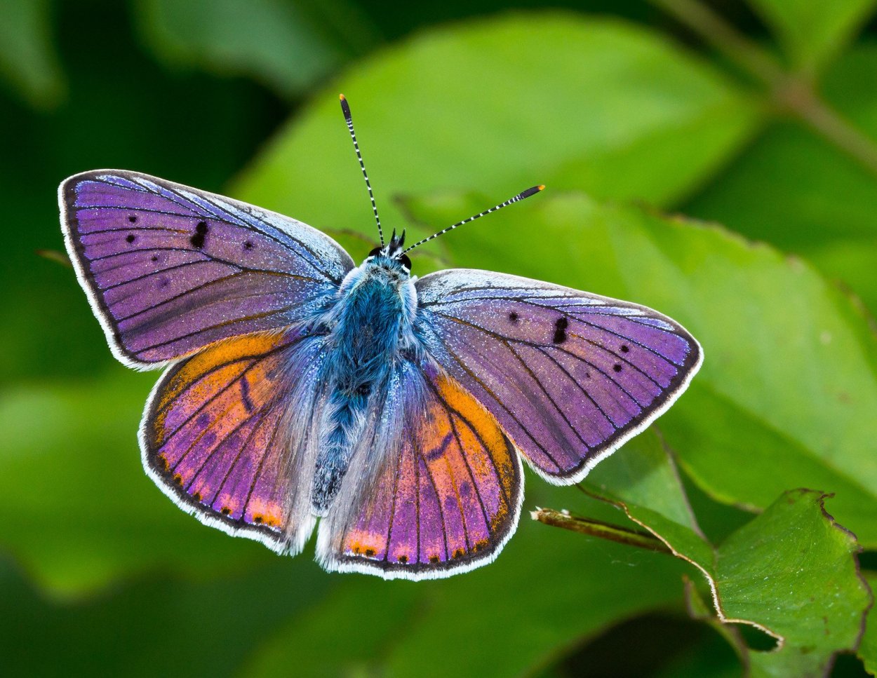 Дом бабочек