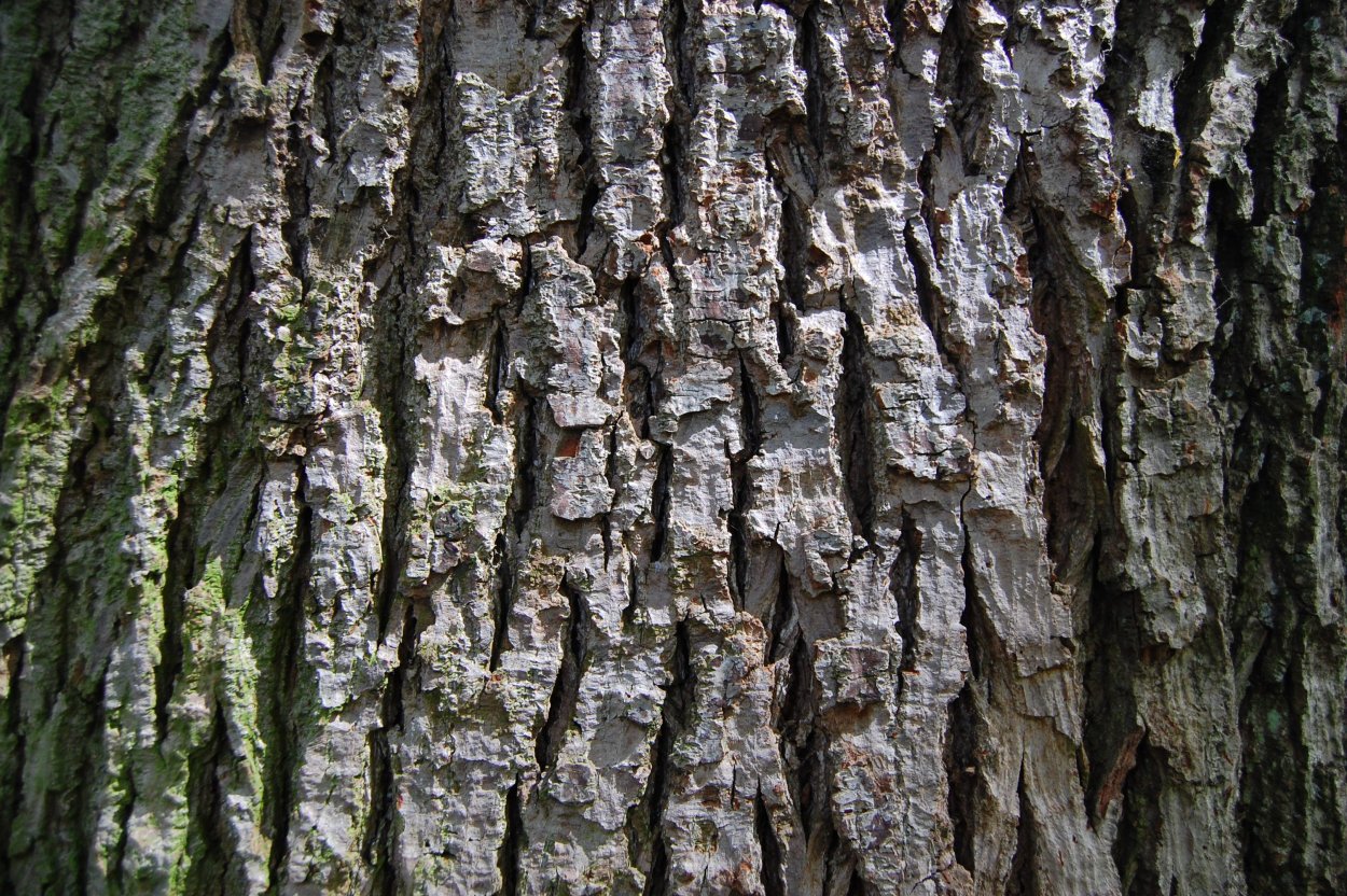 Ольховая кора