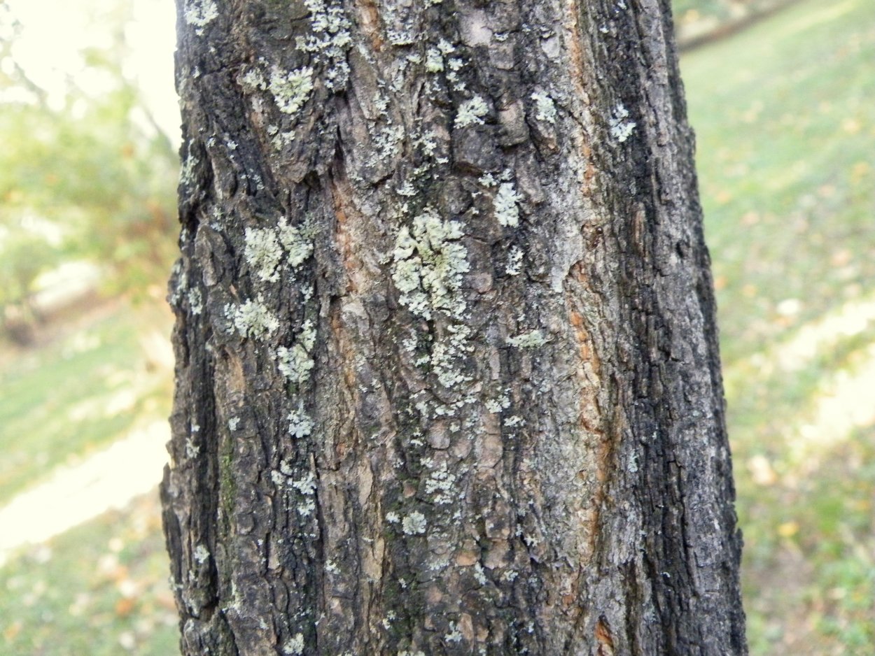 Заболевания ольхи