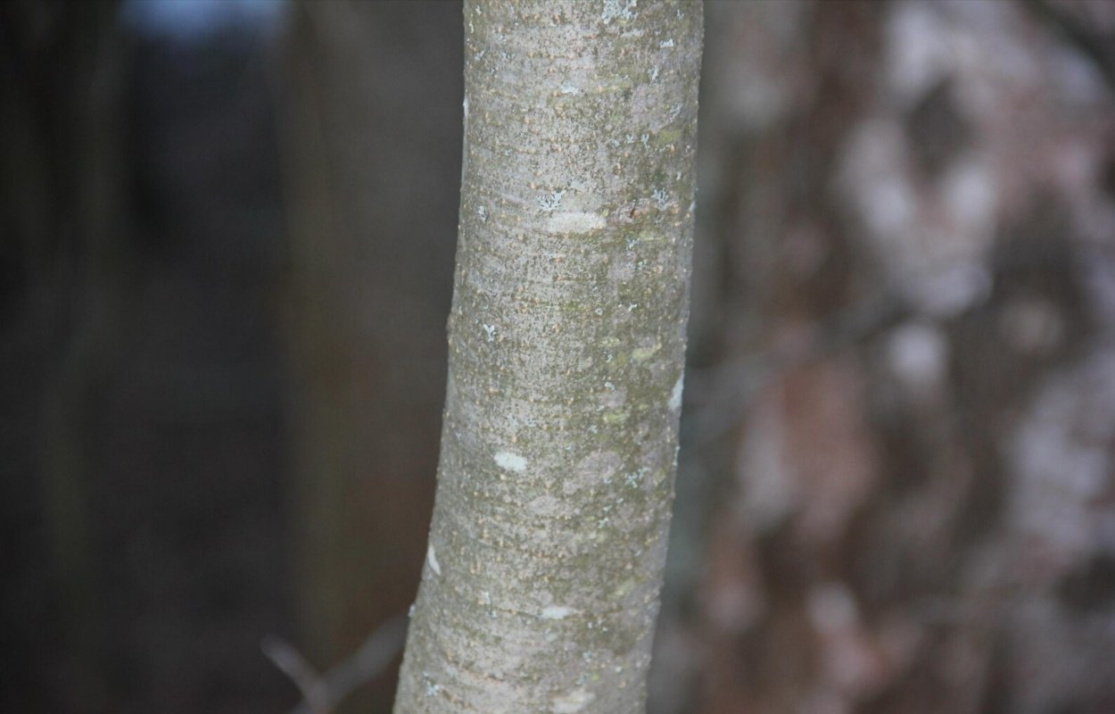 Болезни ольхи серой