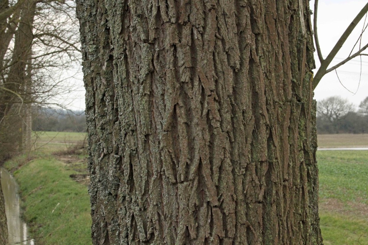 Одревеснелые шарики на коре