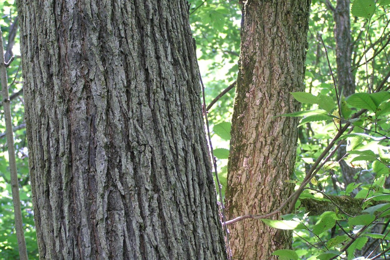 Вяз листоватый кора