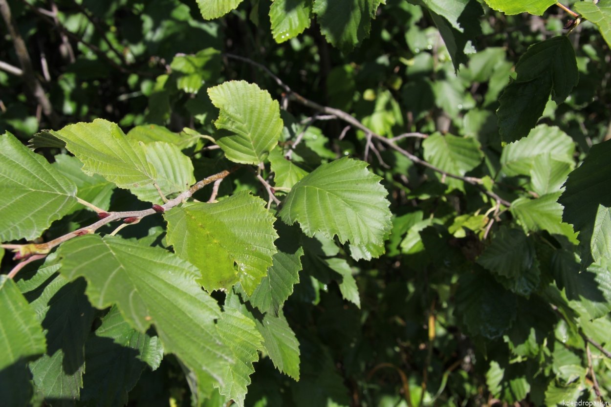 Ольха серая Alnus incana (l.) Moench