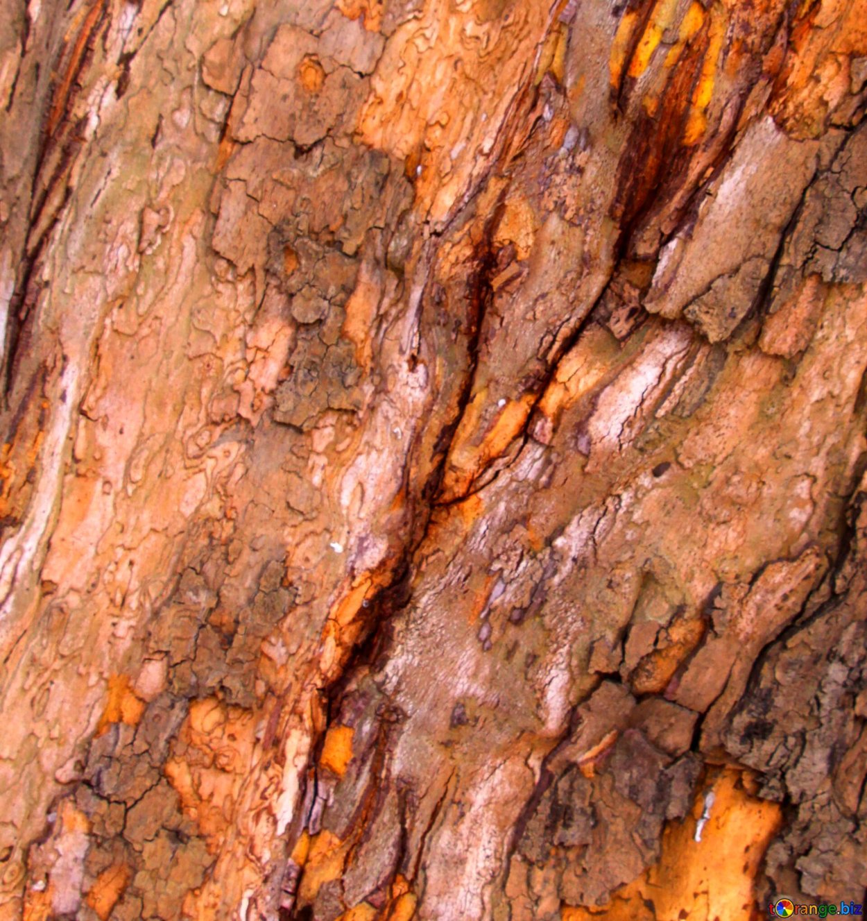 Ольховая кора