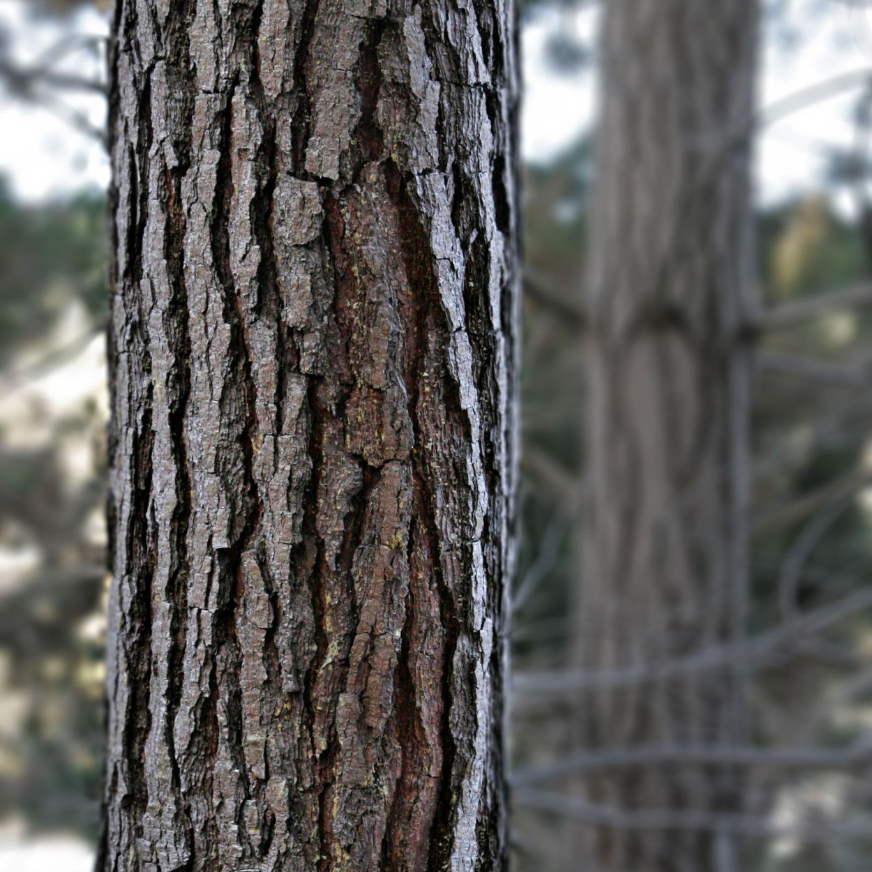 Pinus sibirica Bark