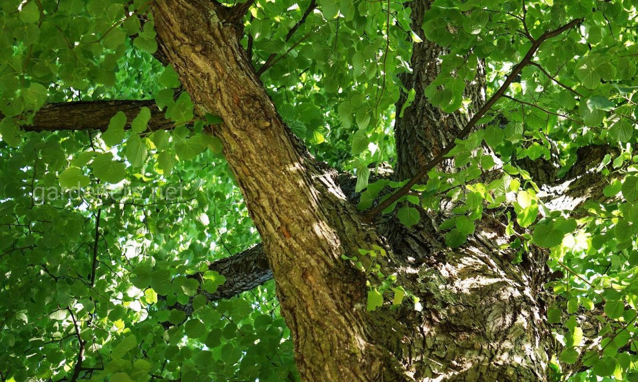 Граб обыкновенный кора