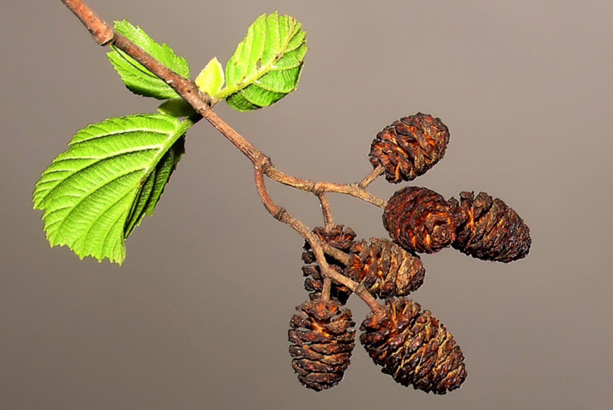 Шишечки ольхи
