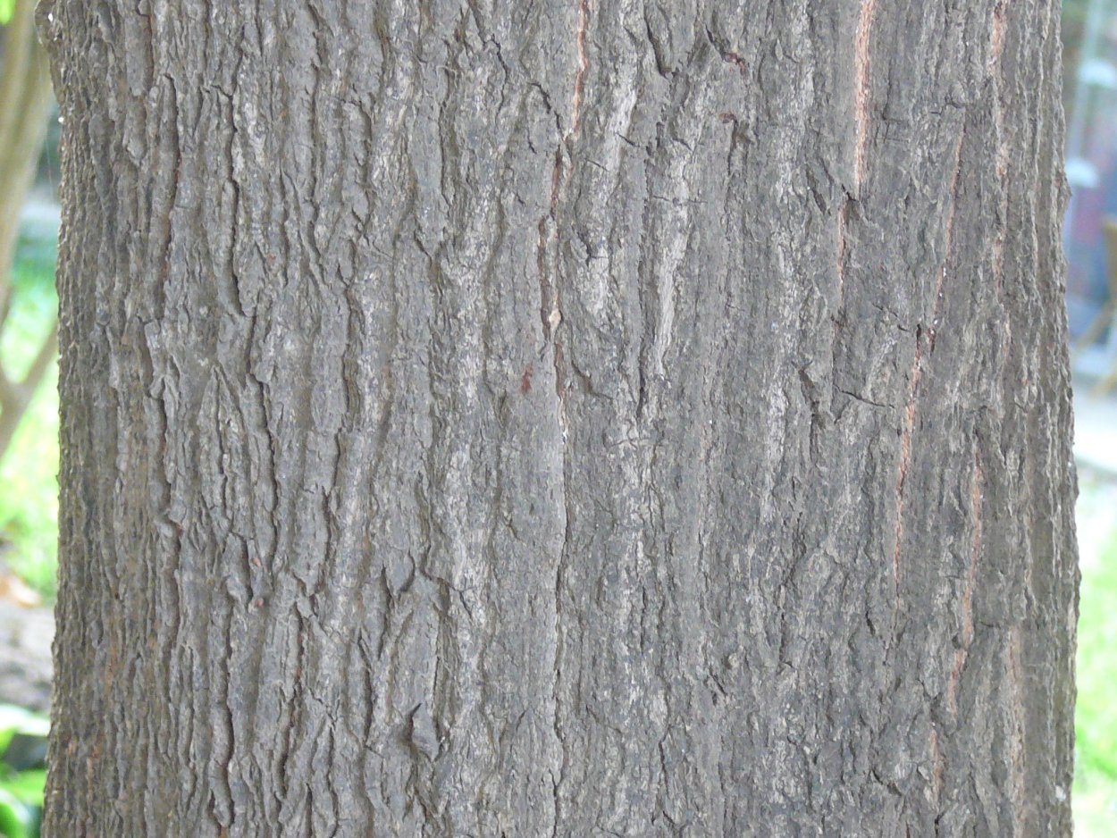 Mango Tree Bark