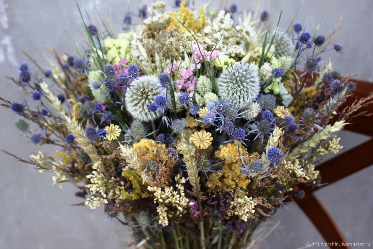 Скабиоза cухоцвет