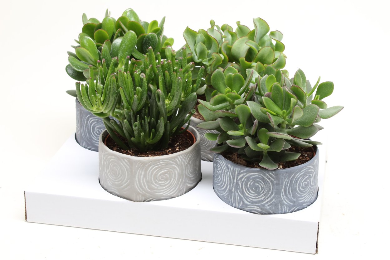 Крассула Овата минор