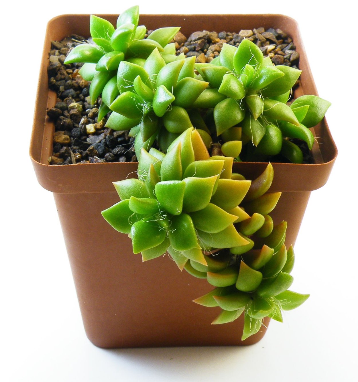 Крассула Анакампсерос Санрайз