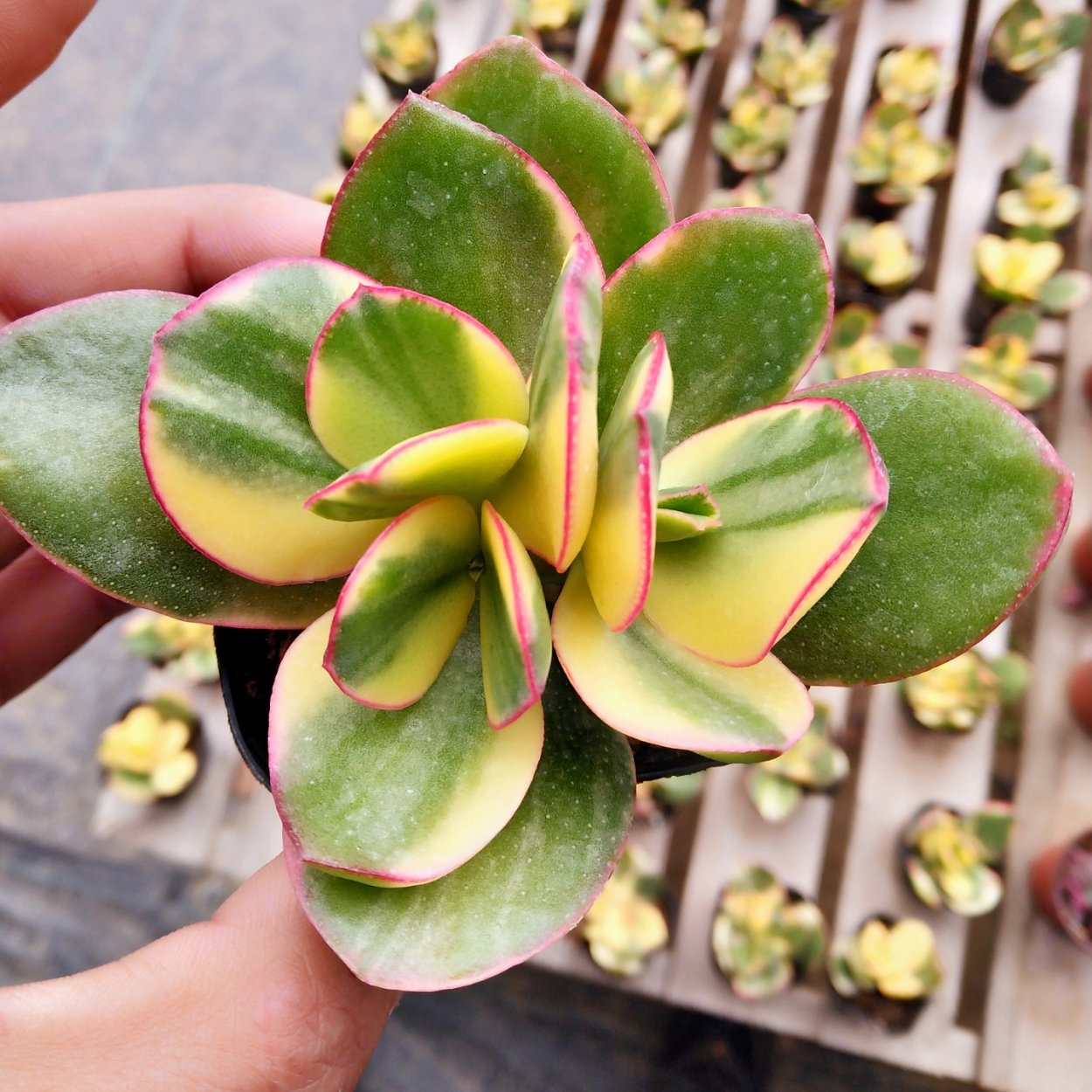 Крассула Бен