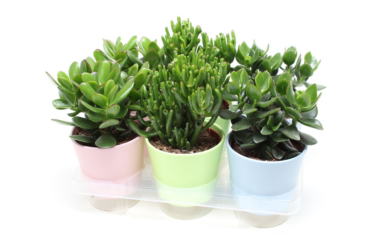 Крассула микс Леруа