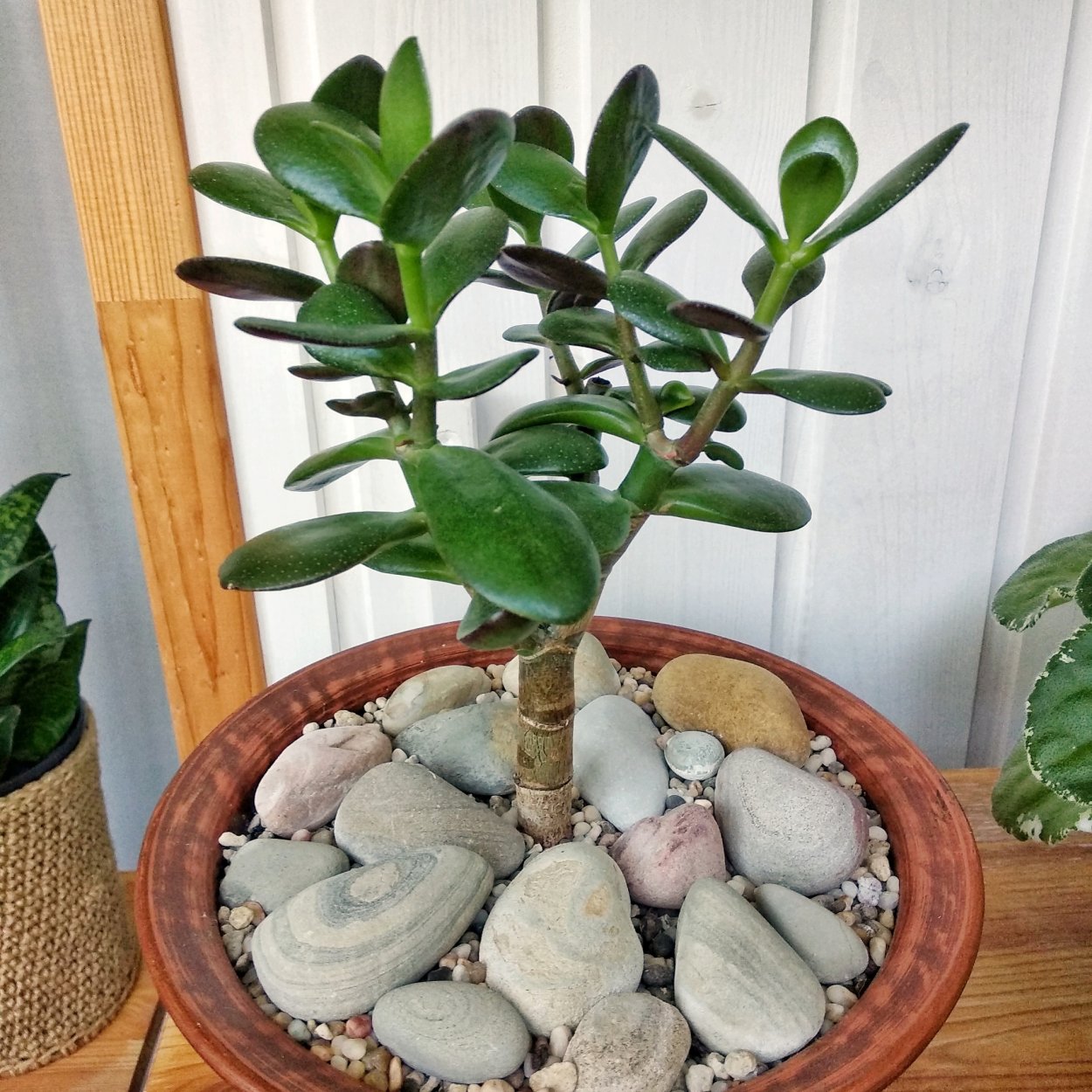 Крассула древовидная кристатус