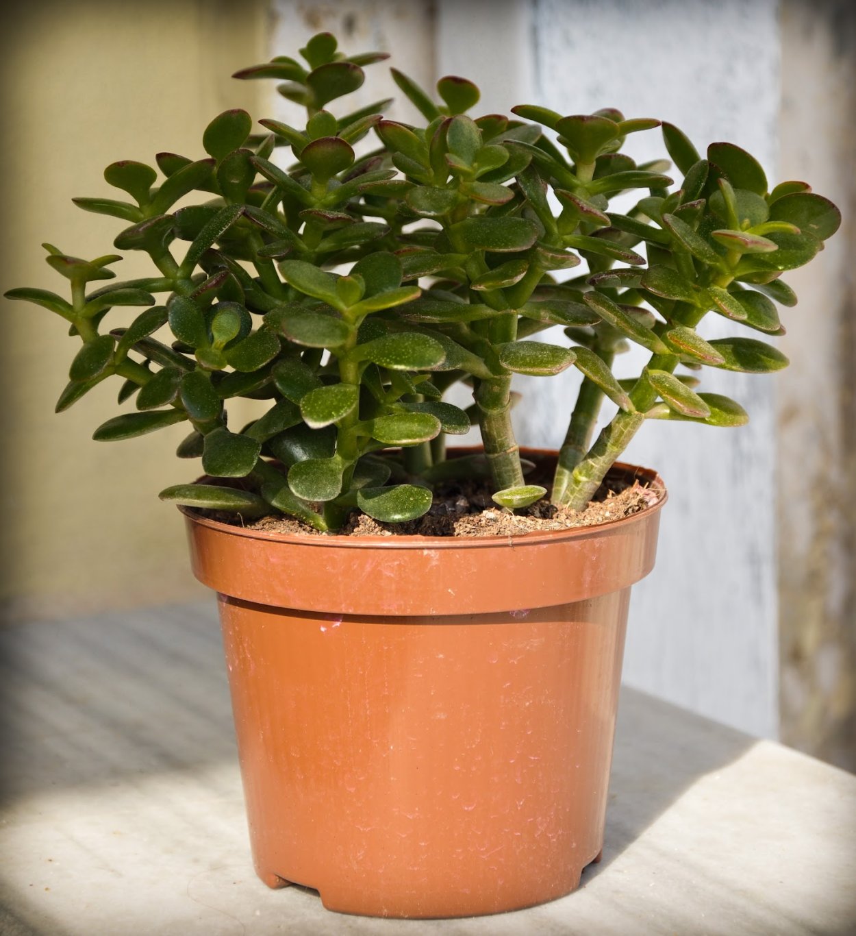 Крассула деджекта