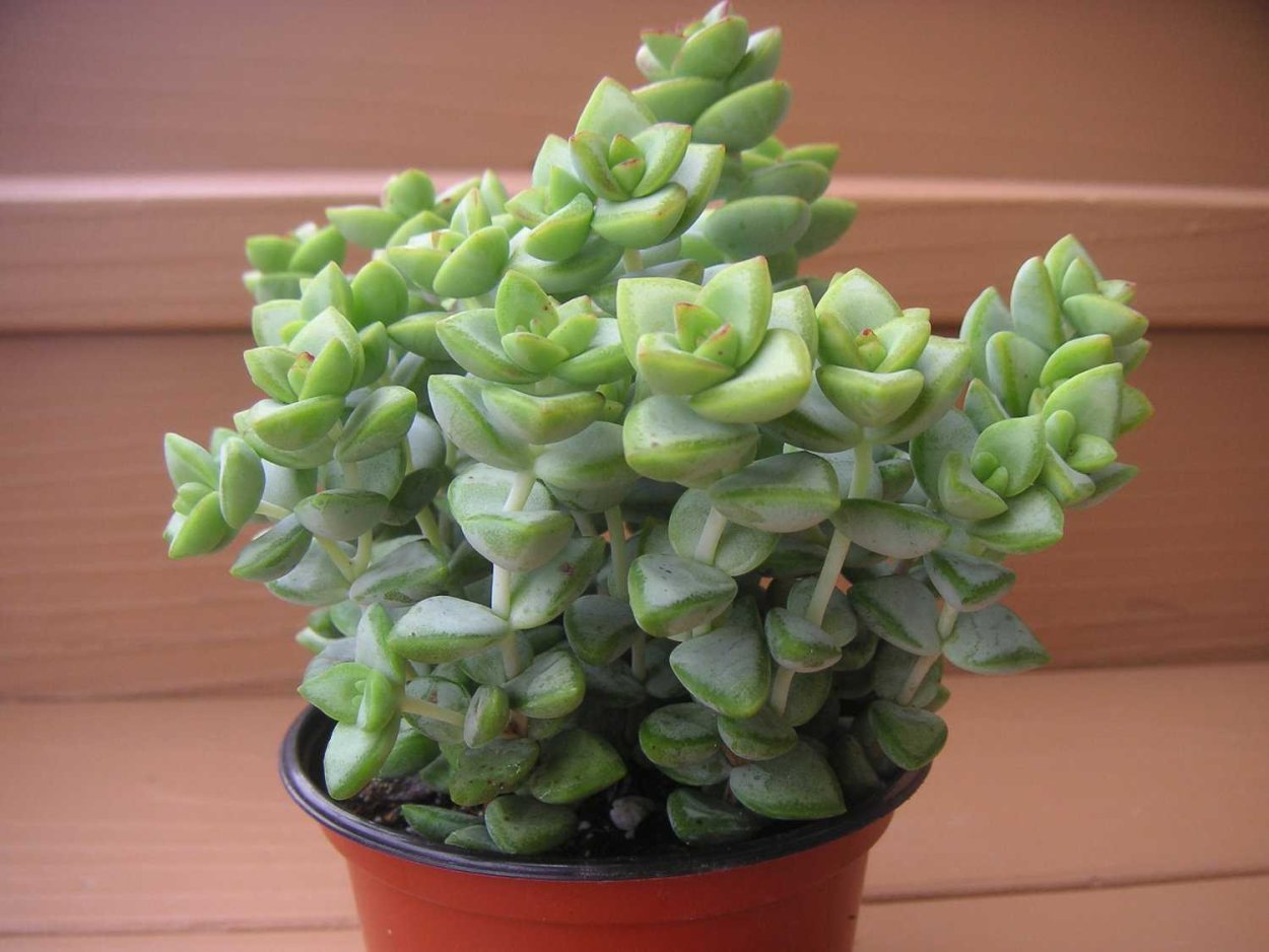 Крассула Рупестрис Crassula rupestris