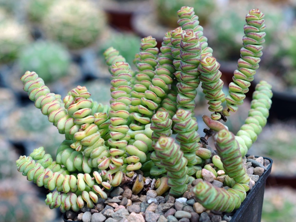 Крассула неалиана