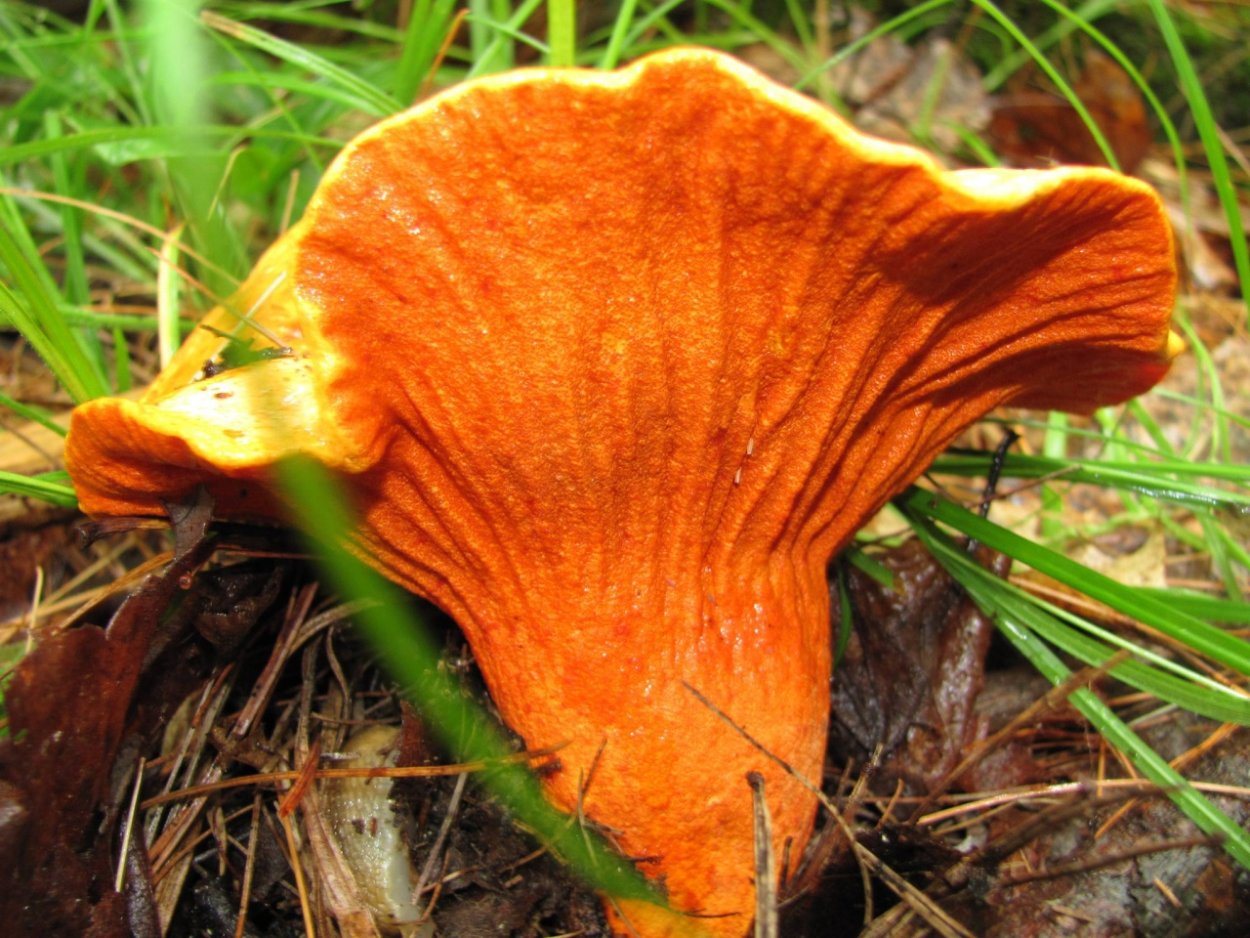 Гипомицес млечниковый