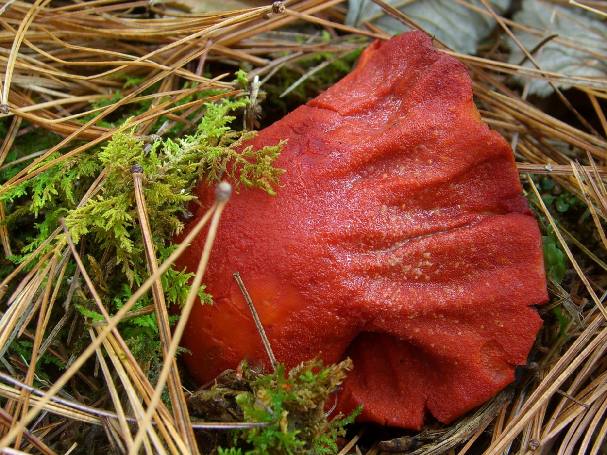 Гипомицес оранжевый