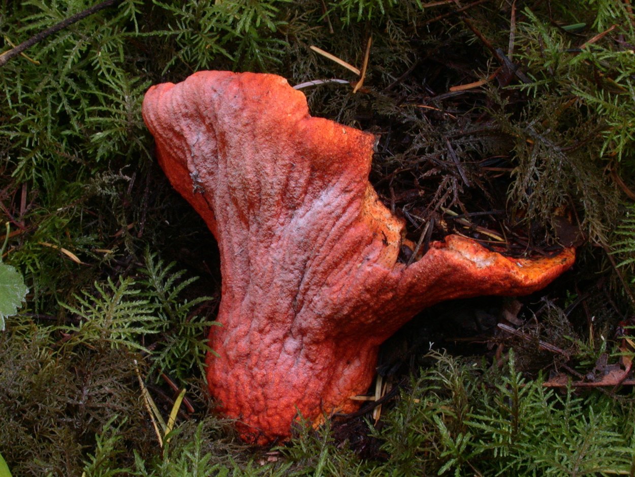 Hypómyces lactifluórum