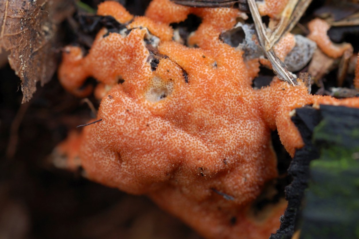 Сордариомицеты мицелий