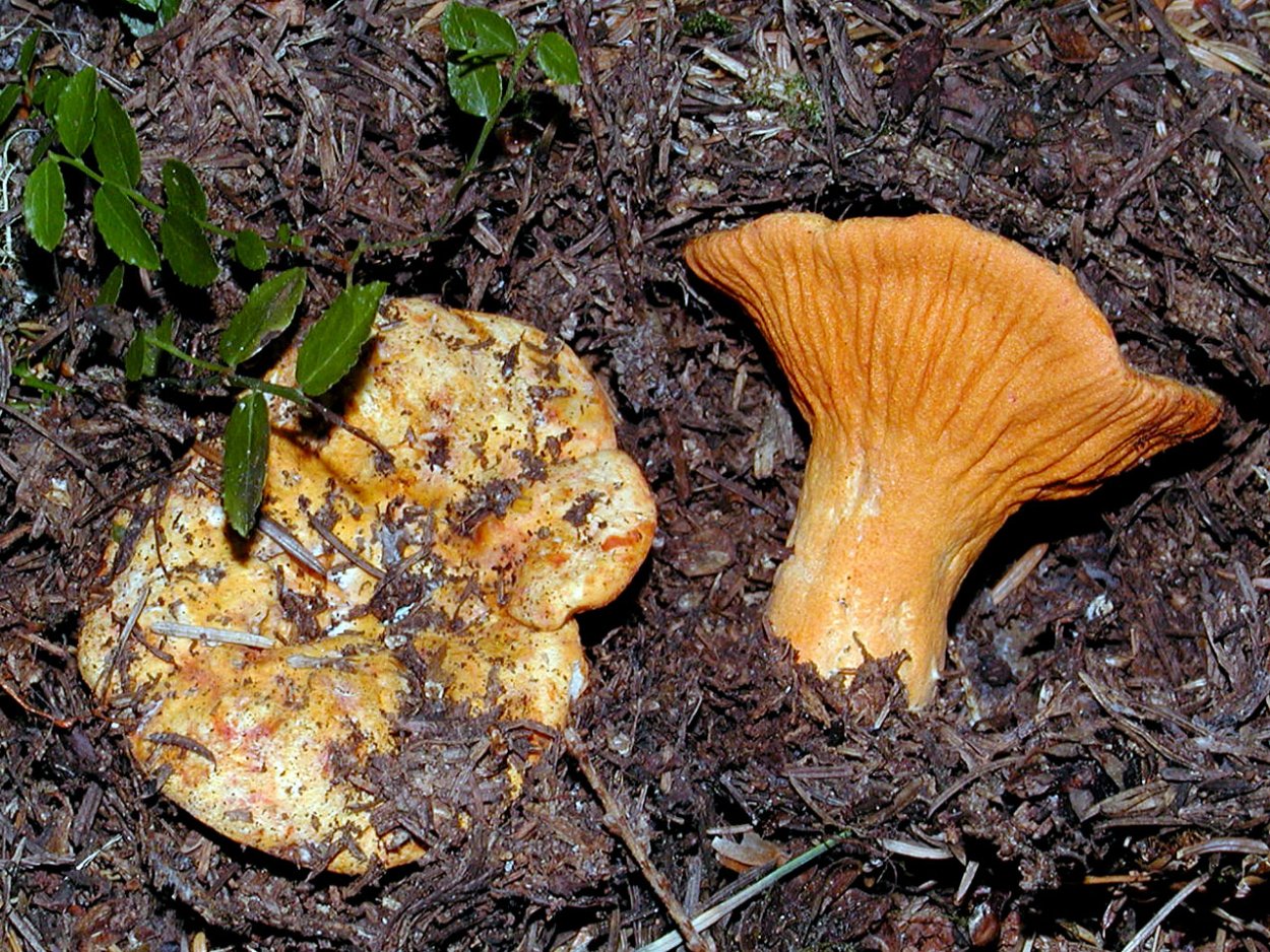 Гипомицес млечниковый (Hypomyces lactifluorum)