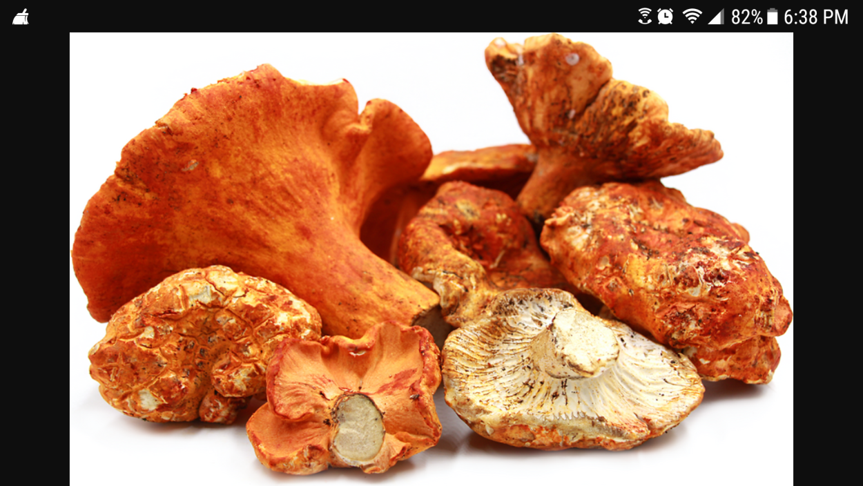 Гриб лобстер фото