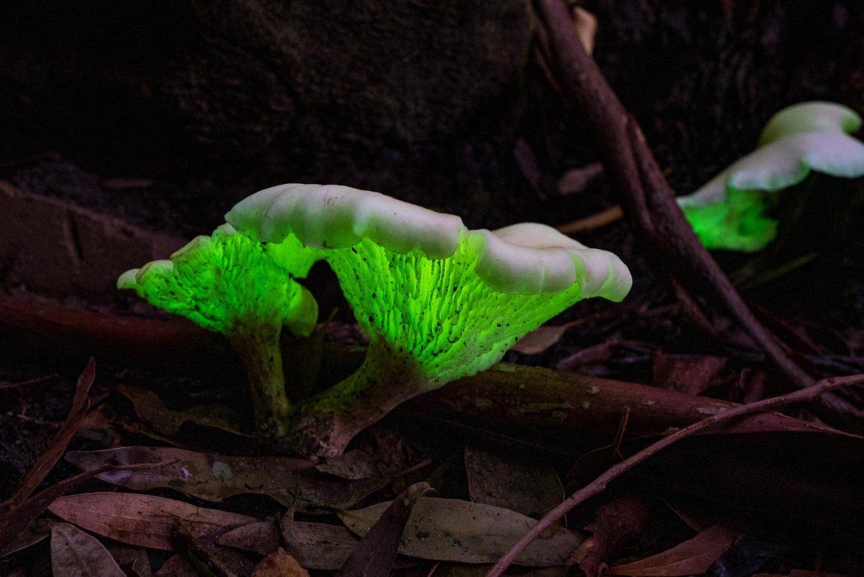 Удивительные грибы Нетфликс