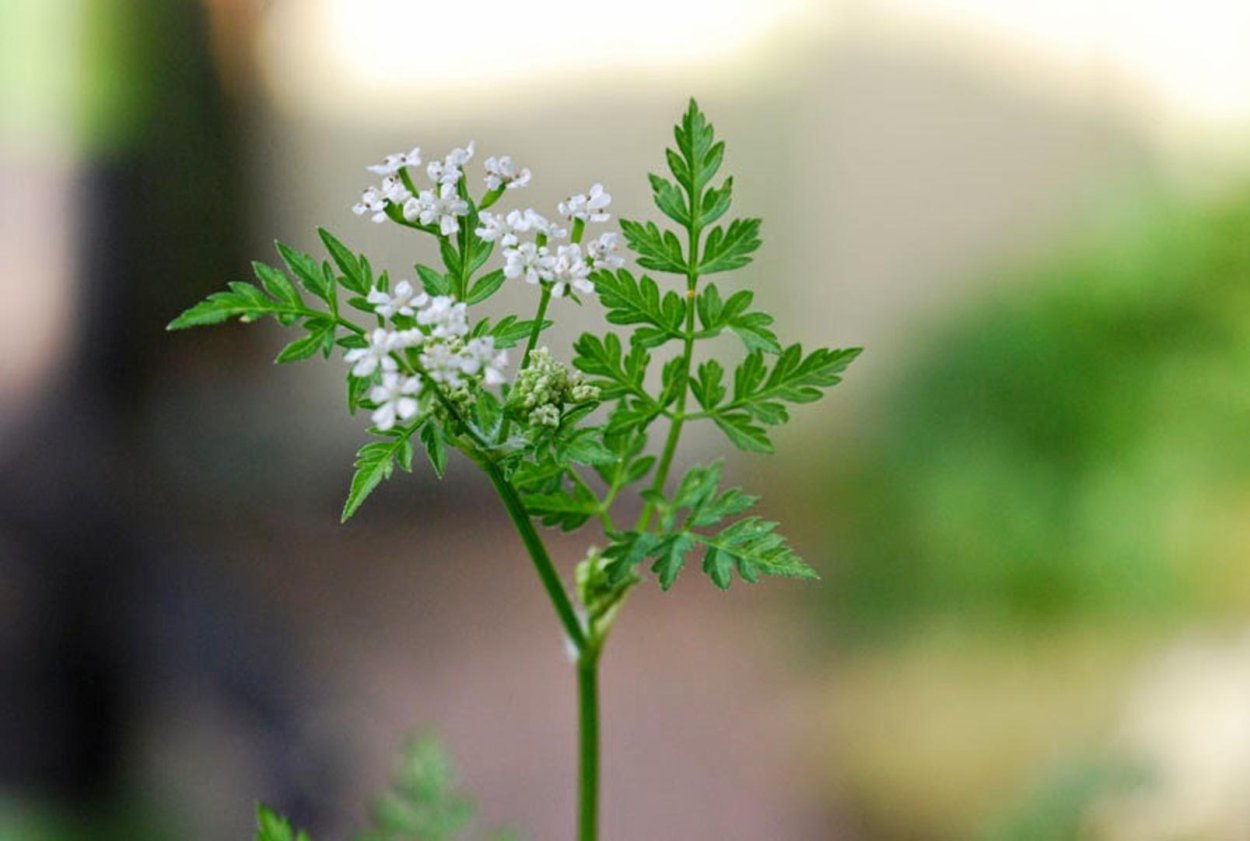 Купырь морковник