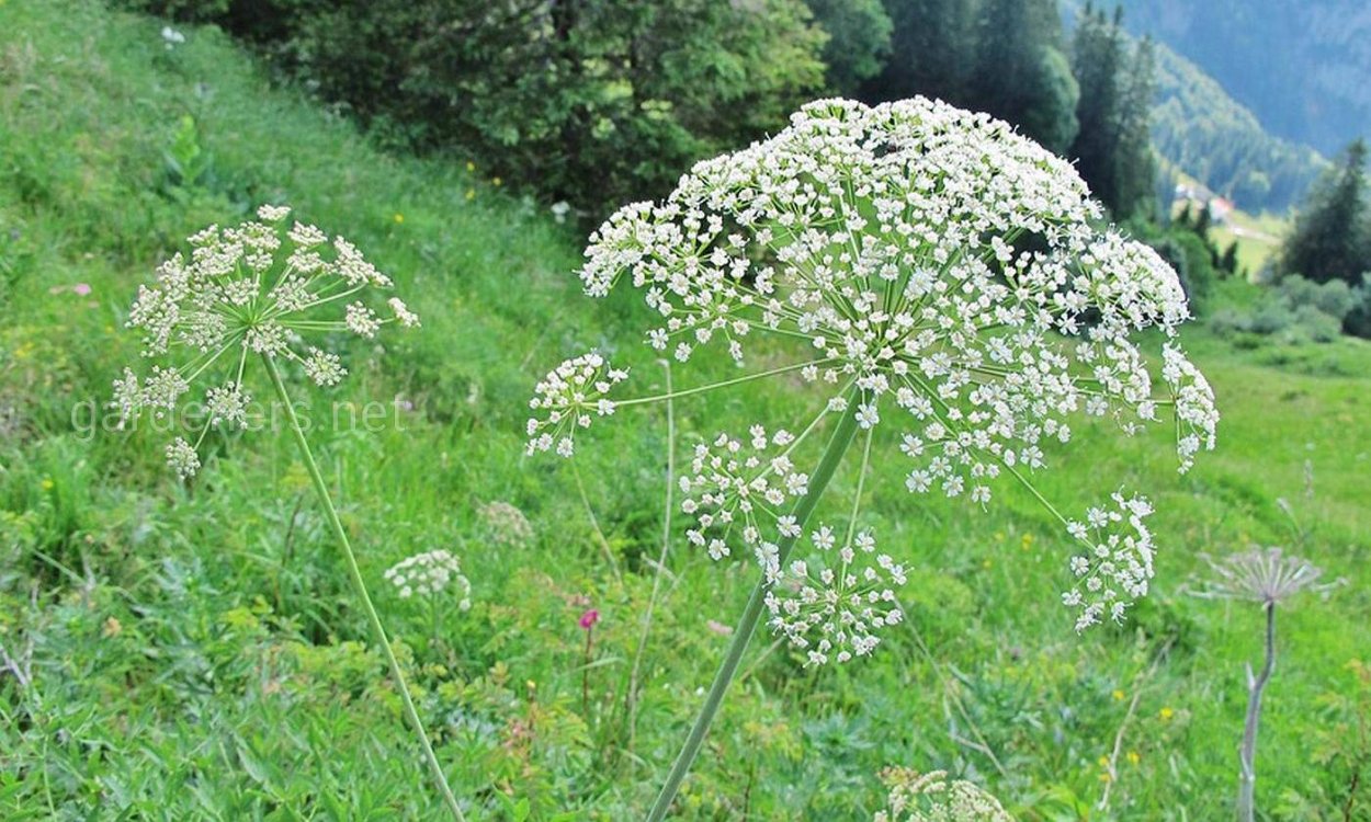 Борщевик обыкновенный морковник